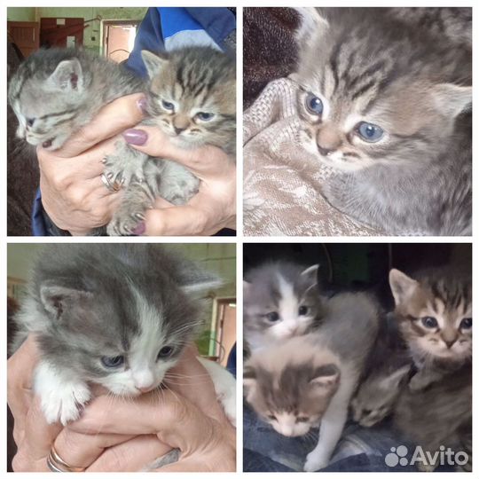 Котята в добрые руки