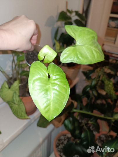 Сингониум Монстера Сциндапсус Колеус