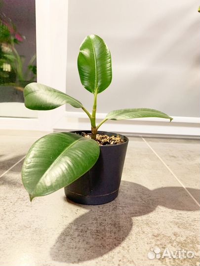 Фикус каучуконосный эластика