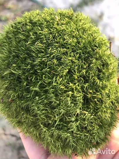 Стабилизированный мох кочка пушистая