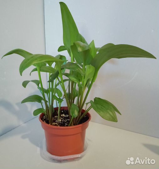 Дримиопсис пятнистый растение