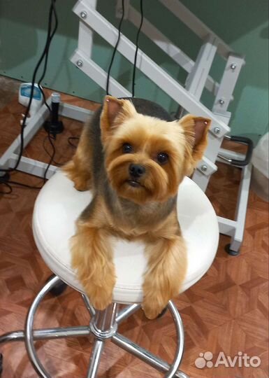 Грумер. Бережно стрижка, тримминг, вычесывание