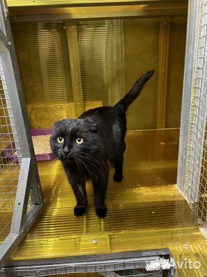 Шотландские вислоухие котята