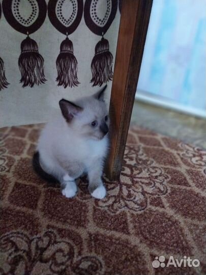 Тайская кошка