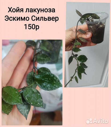 Хойя лакуноза Эскимо Сильвер