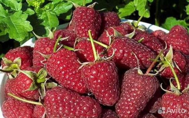 Саженцы малины - 