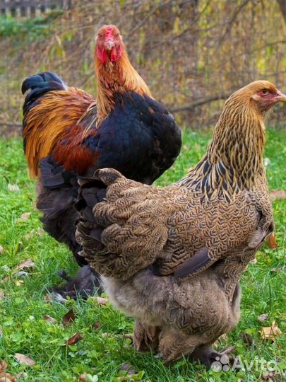 Куры Брама куропатчатая