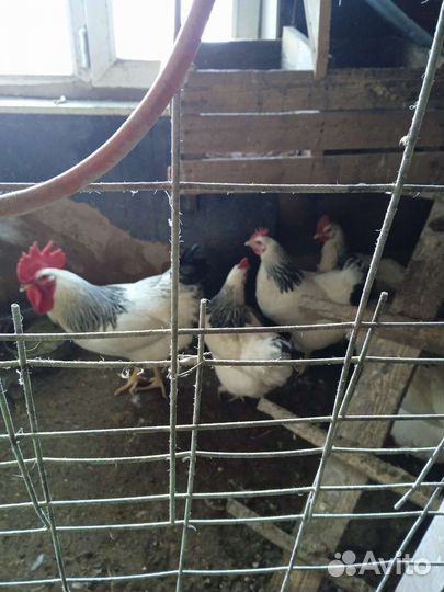 Инкубационное яйцо