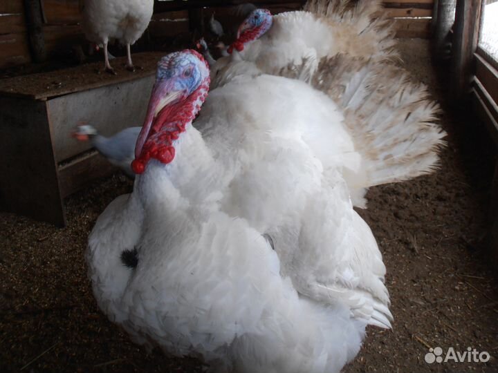 Индюшата бройлерные