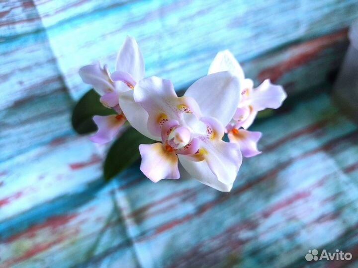 Орхидея Фаленопсис Бабочка