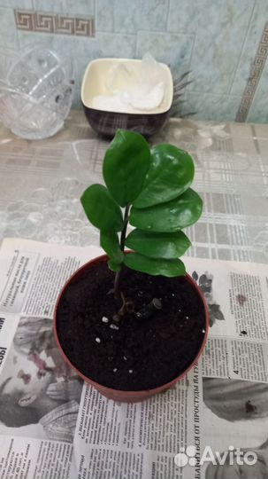 Зелёный замиокулькас