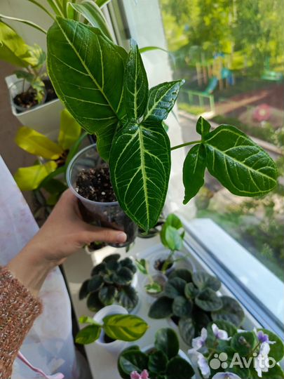 Сингониумы, сциндапсусы