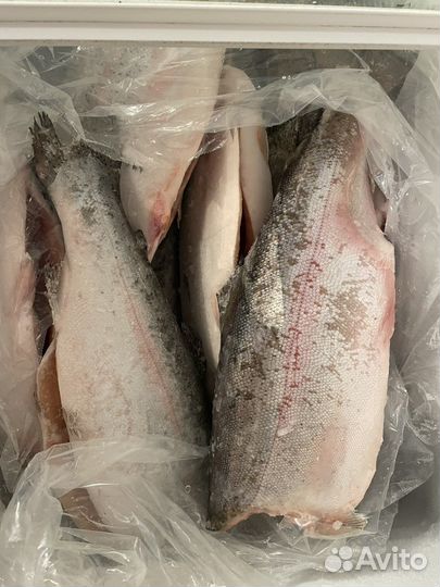 Семга, форель, Дорадо, хек