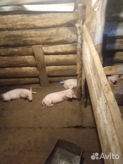 Поросенок ландрас + белая