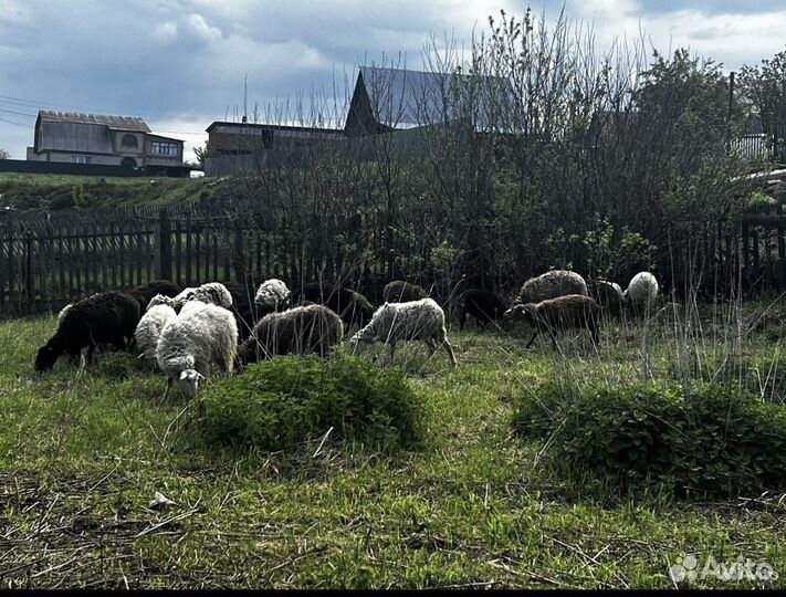 Овцы бараны