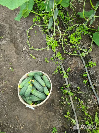 Огурцы свежие домашние
