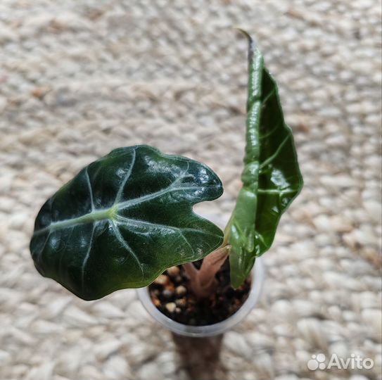 Алоказия полли