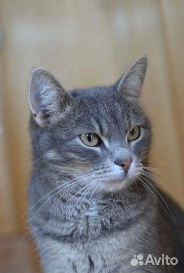 Котик в добрые руки