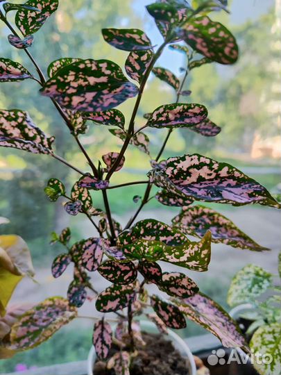 Комнатные цветы