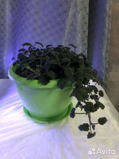 Мята мандариновая