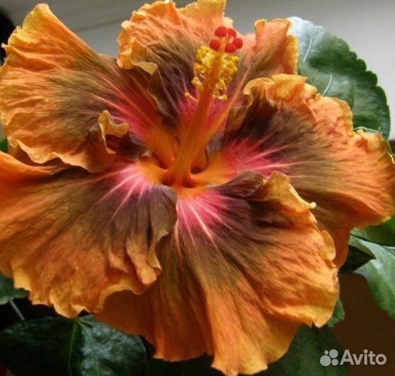 Сортовые гибискусы