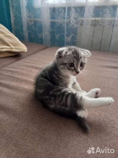 Шотландские вислоухие котята мраморные