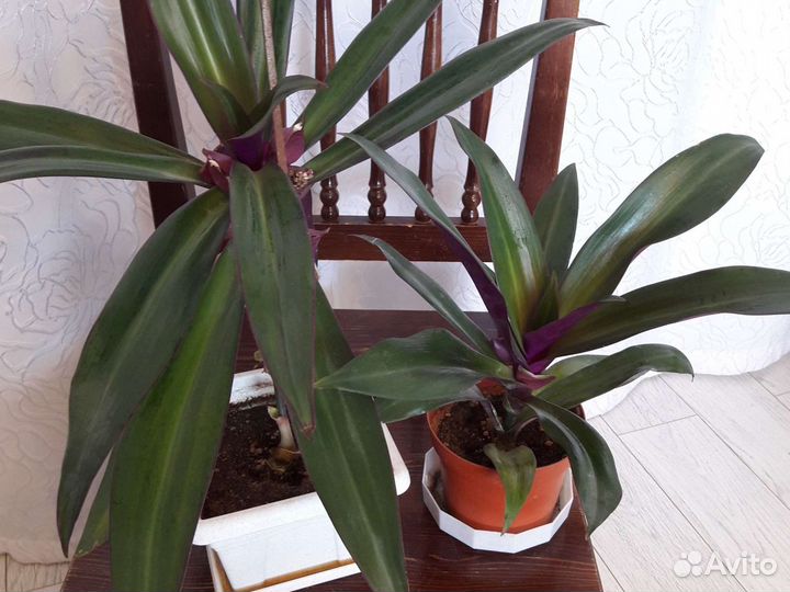 Цветы комнатные разные