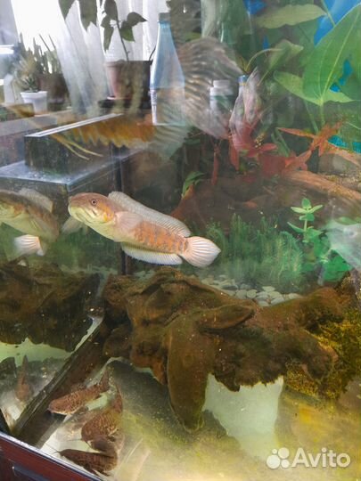 Змееголовы Красная Луна и сомы Трахелиоптерус