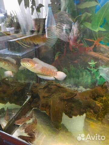 Змееголовы Красная Луна и сомы Трахелиоптерус