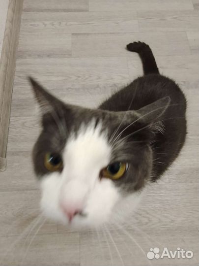 Блохастое чудовище