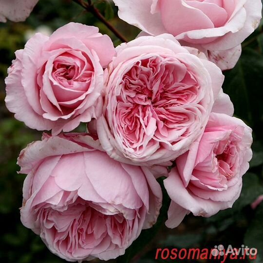 Плетистая роза кисс ми кейт