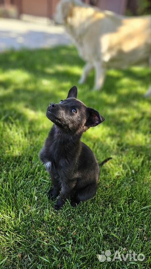 Девочка размером с кошку (5 мес. )