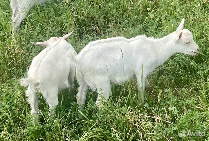 Козлята