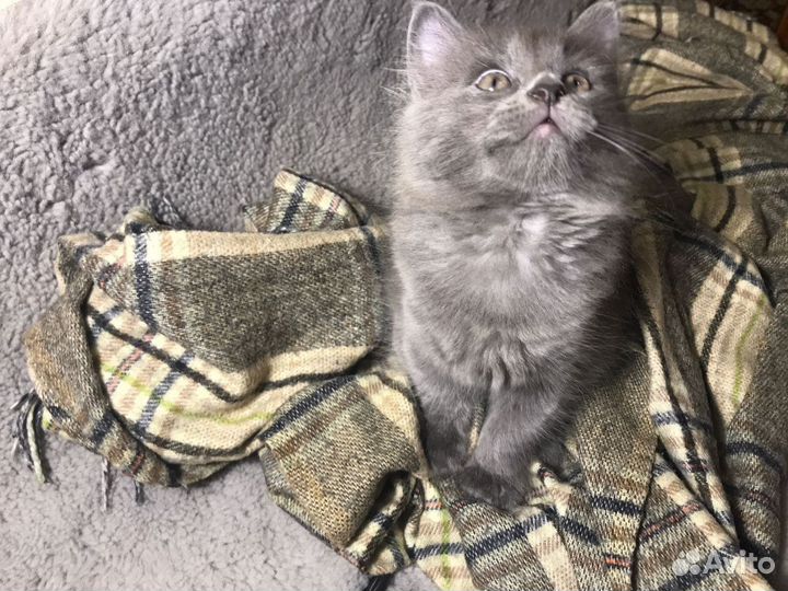 Кошечка ищет хощяев