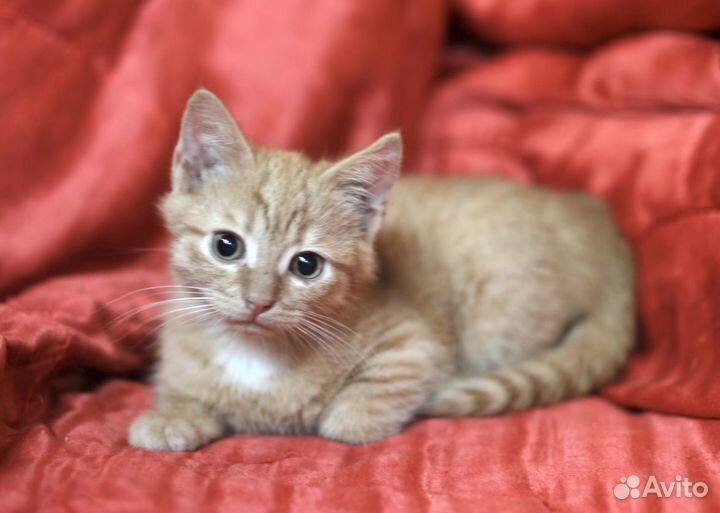 Рыжик с огромными глазами ищет дом