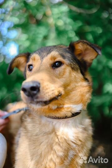 Пес с большим сердцем грустит в клетке