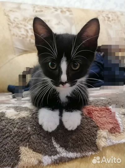 Котенок, мальчик, 1.5 мес