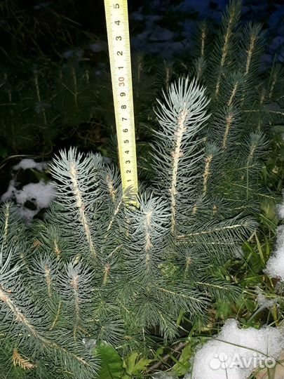 Ель голубая, лиственница, кедр, пихта. Сеянцы