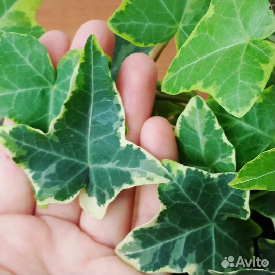 Плющ. Хедера. Комнатные цветы