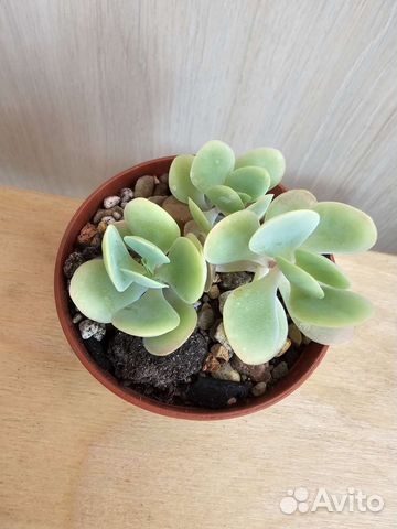 Крестовник роули и оттона купить в Ростове-на-Дону | Товары для дома и ...