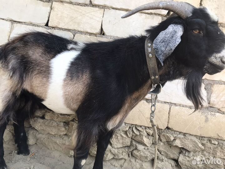 Коза нубийская
