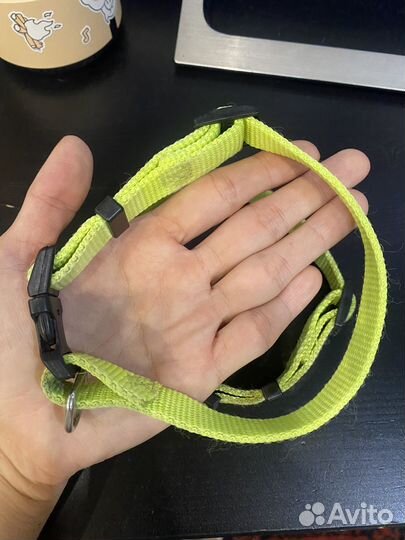 Ошейник бесплатно