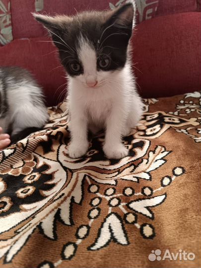 Котята в добрые руки бесплатно