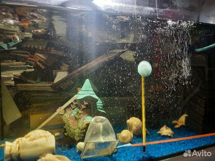 Аквариум с рыбками продам