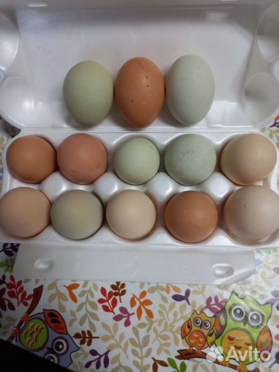 Яйцо инкубационное