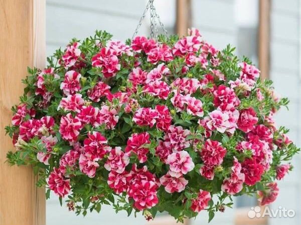 Ампельная петуния, махровая ампельная, тайдал