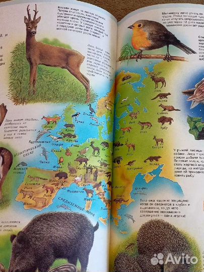 Энциклопедия о животных