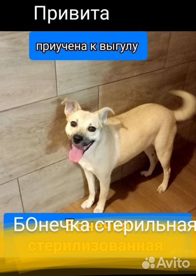 Щенки собачки