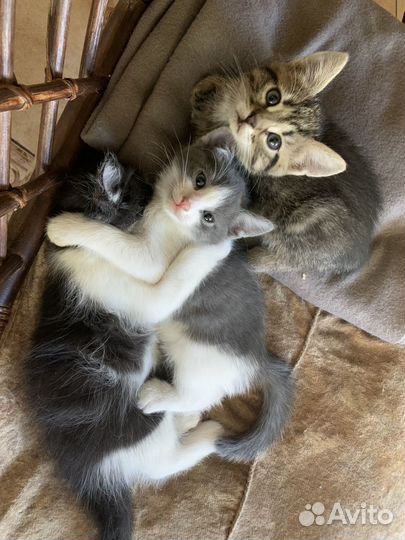 Котята в добрые руки
