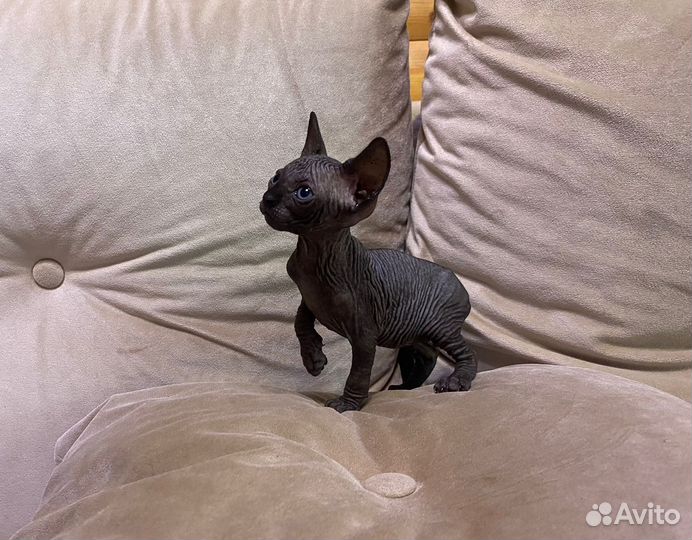 Канадский сфинкс